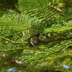Lichmera indistincta at Lucinda, QLD - 17 May 2025 by TerryS
