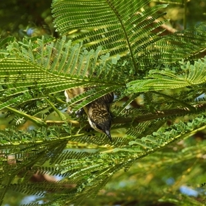 Lichmera indistincta at Lucinda, QLD - 17 May 2025 by TerryS