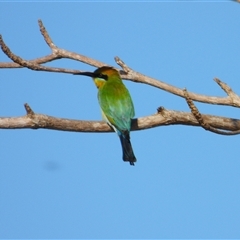 Merops ornatus at Lucinda, QLD - 17 May 2025 by TerryS