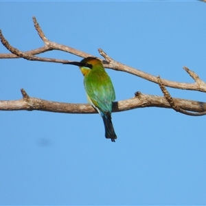 Merops ornatus at Lucinda, QLD - 17 May 2025 by TerryS