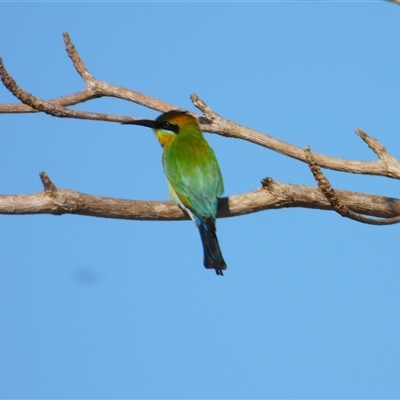 Merops ornatus at Lucinda, QLD - 17 May 2025 by TerryS