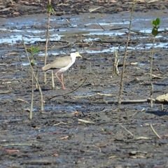 Vanellus miles (Masked Lapwing) at Lucinda, QLD - 17 May 2025 by TerryS