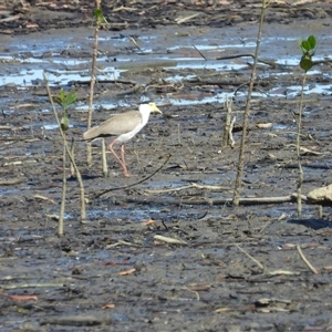 Vanellus miles at Lucinda, QLD - 17 May 2025 by TerryS
