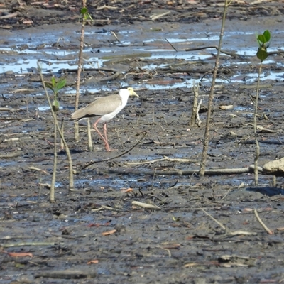 Vanellus miles (Masked Lapwing) at Lucinda, QLD - 17 May 2025 by TerryS