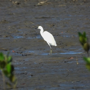 Ardea alba at Lucinda, QLD - 17 May 2025 by TerryS