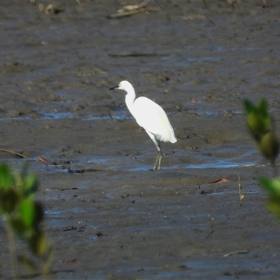 Ardea alba at Lucinda, QLD - 17 May 2025 by TerryS