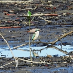Todiramphus sanctus at Lucinda, QLD - 17 May 2025 by TerryS