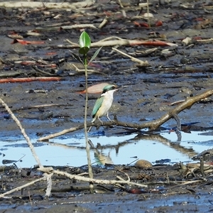 Todiramphus sanctus at Lucinda, QLD - 17 May 2025 by TerryS