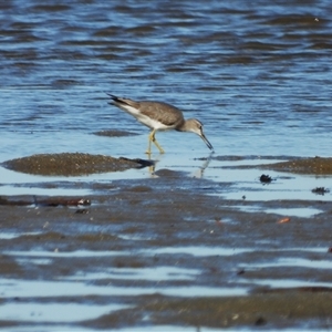 Limosa lapponica at Lucinda, QLD - 17 May 2025 by TerryS