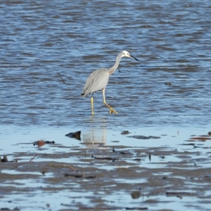 Egretta novaehollandiae at Lucinda, QLD - 17 May 2025 by TerryS