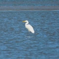 Ardea alba at Lucinda, QLD - 17 May 2025 by TerryS