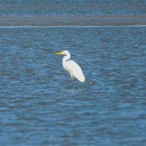 Ardea alba at Lucinda, QLD - 17 May 2025 by TerryS