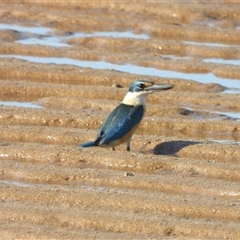 Todiramphus sanctus at Lucinda, QLD - 17 May 2025 by TerryS