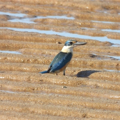 Todiramphus sanctus at Lucinda, QLD - 17 May 2025 by TerryS