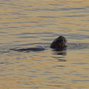 Chelonia mydas at Lucinda, QLD - 18 May 2025 by TerryS
