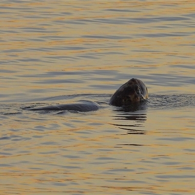 Chelonia mydas at Lucinda, QLD - 18 May 2025 by TerryS