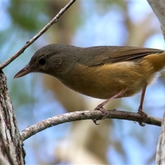 Pachycephala pectoralis at Welsby, QLD - 19 May 2025 by jb2602