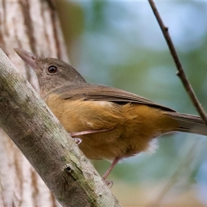Colluricincla rufogaster at Welsby, QLD - 19 May 2025 04:00 PM