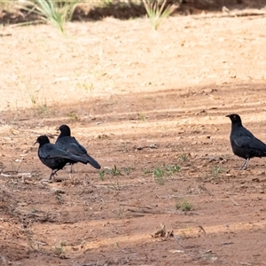 Corcorax melanorhamphos at Wingello, NSW - 16 May 2025 by Aussiegall