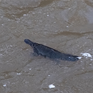 Ornithorhynchus anatinus at Berrima, NSW - suppressed