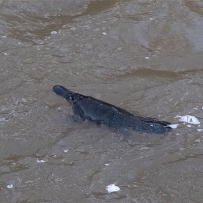 Ornithorhynchus anatinus (Platypus) at Berrima, NSW - 28 May 2025 by Aussiegall