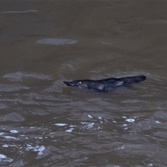 Ornithorhynchus anatinus at Berrima, NSW - suppressed