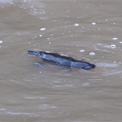 Ornithorhynchus anatinus at Berrima, NSW - suppressed