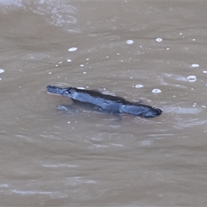 Ornithorhynchus anatinus at Berrima, NSW - suppressed