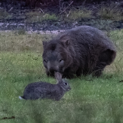 Vombatus ursinus (Common wombat, Bare-nosed Wombat) at Penrose, NSW - 23 May 2025 by Aussiegall