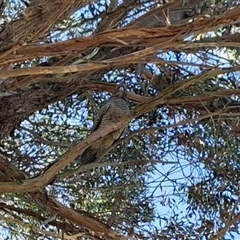 Callocephalon fimbriatum (Gang-gang Cockatoo) at Braidwood, NSW - 28 May 2025 by Dron