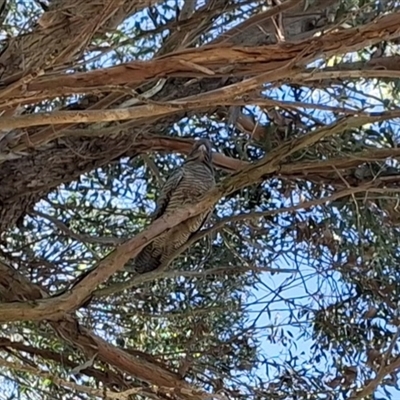 Callocephalon fimbriatum (Gang-gang Cockatoo) at Braidwood, NSW - 28 May 2025 by Dron