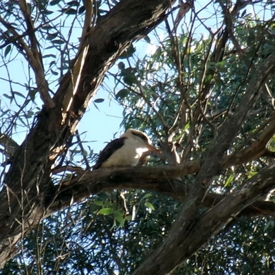 Dacelo novaeguineae (Laughing Kookaburra) at Mongarlowe, NSW - 25 May 2025 by Dron