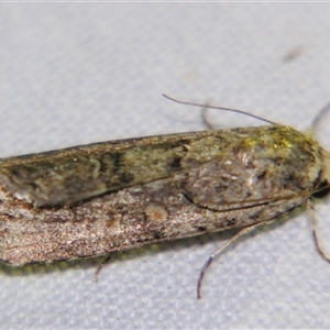 Unverified Noctuoid moth (except Arctiinae) at Quilpie, QLD - 1 Nov 2009 by PJH123