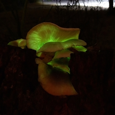 Omphalotus nidiformis (Ghost Fungus) at Penrose, NSW - 15 May 2025 by Aussiegall