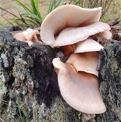Omphalotus nidiformis at Penrose, NSW - suppressed