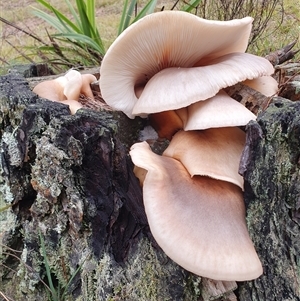 Omphalotus nidiformis at Penrose, NSW - suppressed