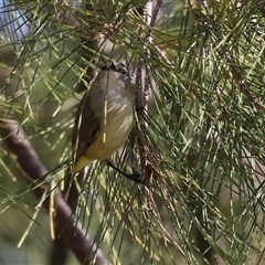 Acanthiza chrysorrhoa at Isabella Plains, ACT - 28 May 2025 by RodDeb