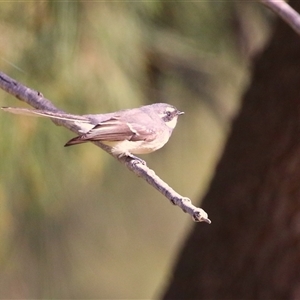 Pachycephala pectoralis at Isabella Plains, ACT - Today by RodDeb