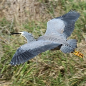 Egretta novaehollandiae at Isabella Plains, ACT - Today by RodDeb