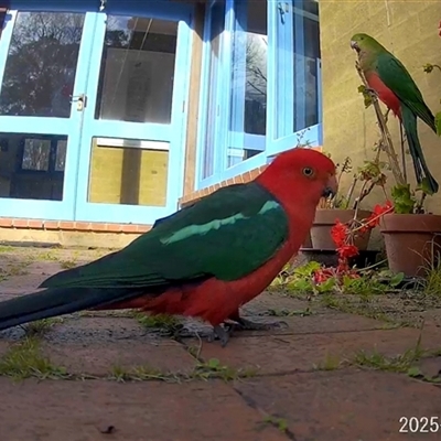 Alisterus scapularis (Australian King-Parrot) at Mongarlowe, NSW - 25 May 2025 by Dron
