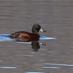 Oxyura australis (Blue-billed Duck) at Isabella Plains, ACT by RodDeb