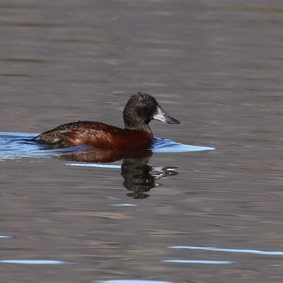 Oxyura australis (Blue-billed Duck) at Isabella Plains, ACT by RodDeb