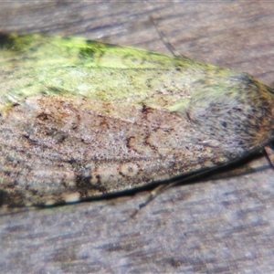 Unverified Noctuoid moth (except Arctiinae) at Quilpie, QLD - 1 Nov 2009 by PJH123