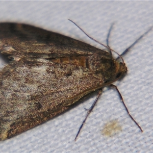 Unverified Moth (Lepidoptera) at Quilpie, QLD - 1 Nov 2009 by PJH123
