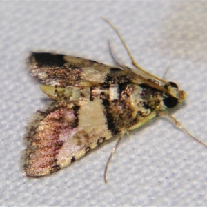Unverified Pyralid or Snout Moth (Pyralidae & Crambidae) at Quilpie, QLD - 1 Nov 2009 by PJH123