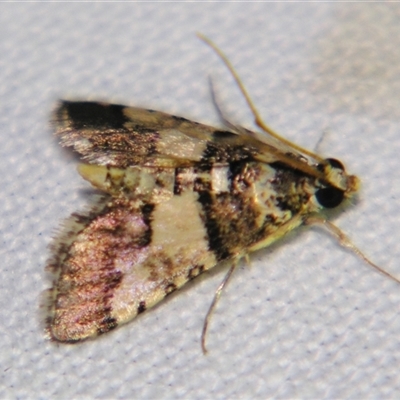Nacoleia mesochlora (Pied Crambid) at Quilpie, QLD - 1 Nov 2009 by PJH123