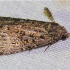 Hypoperigea tonsa (A Noctuid moth (Acronictinae) at Quilpie, QLD - 1 Nov 2009 by PJH123