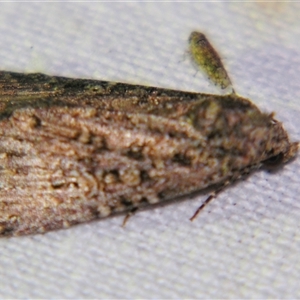 Unverified Noctuoid moth (except Arctiinae) at Quilpie, QLD - 1 Nov 2009 by PJH123