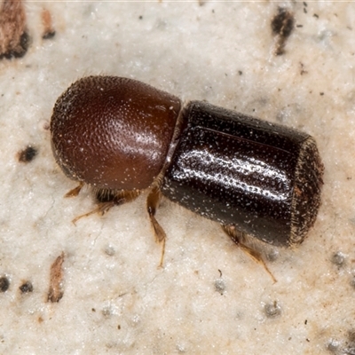 Bostrichinae (sub-family) (Auger Beetles) at Flynn, ACT - Yesterday by kasiaaus