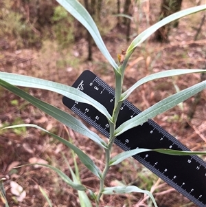 Stypandra glauca at Crowther, NSW - Yesterday by Frecko
